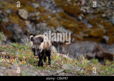 Überqueren der Fuchs nähert sich Stockfoto