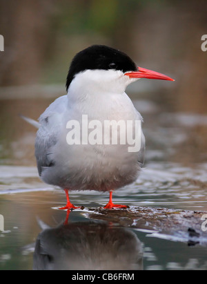 Küstenseeschwalbe Erwachsener Stockfoto