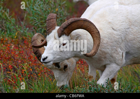 Dallschafe rammt Ovis dalli Stockfoto