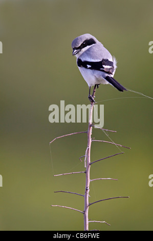 Eine unechte Shrike Lanius sich Stockfoto