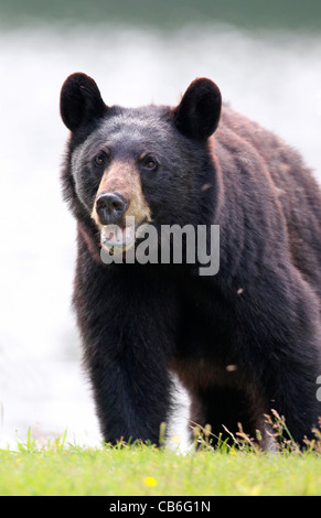 Schwarzbär Ursus americanus Stockfoto