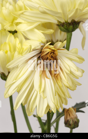 Grau-Schimmel (Botrytis Cinerea) Infektion im Zentrum einer blass gelbe geschnittenen Chrysantheme Blume