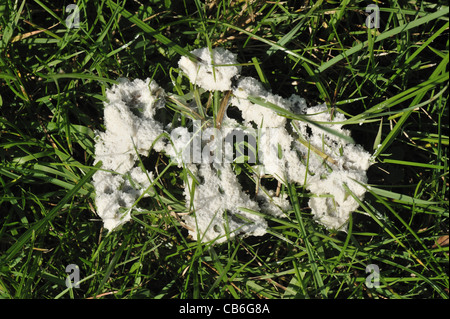 Frisch gebildete Schleim Schimmel (Mucilago Crustacea) auf Weidelgras Weide Stockfoto