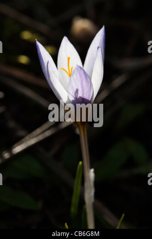 Crocus Vernus Albiflorus; Wilder Krokus; Hintergrundbeleuchtung Stockfoto