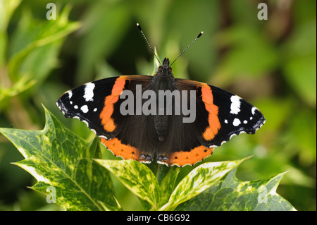 Red Admiral (Vanessa Atalanta) Schmetterling auf einem bunten Stechpalme Blatt Stockfoto