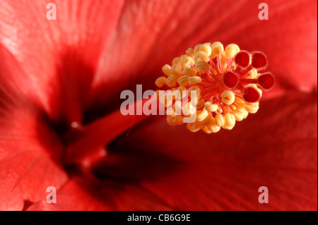 Blütenteile der rote Hibiscus Rosa-sinensis Stockfoto