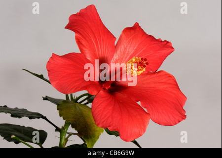 Blume und Stempel ein roter Hibiscus Rosa-Sinensis Pflanze Stockfoto