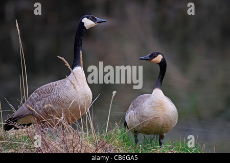 Kanadagans Branta canadensis Stockfoto