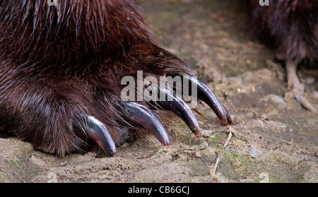 Grizzly Bär Ursus Arctos Stockfoto