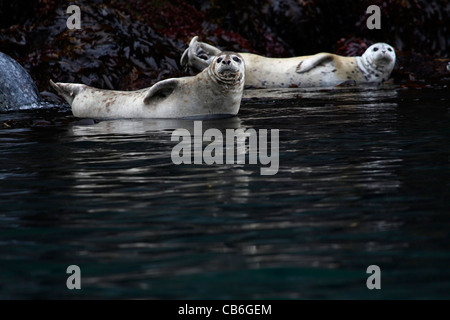 Hafen Seehunde Phoca vitulina Stockfoto