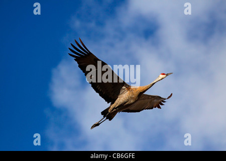 Sandhill Kran Grus canadensis Stockfoto