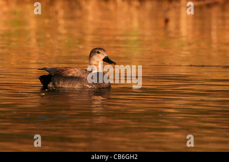 Gadwall Anas strepera Stockfoto