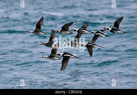 Longtailed Enten im Flug Stockfoto