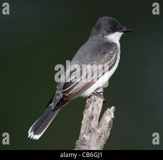 Östlichen Kingbird Tyrannus tyrannus Stockfoto