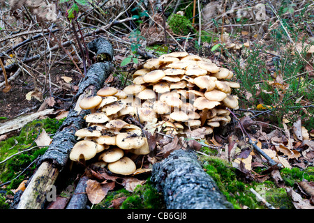 Im Herbst Pilze - Gruppe der Fruchtkörper wachsen auf umgestürzten Baumstamm mit bemoosten Umgebung Stockfoto