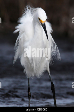 Snowy Reiher Egretta unaufger Stockfoto