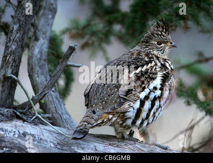 Ruffed Grouse Bonasa umbellus Stockfoto