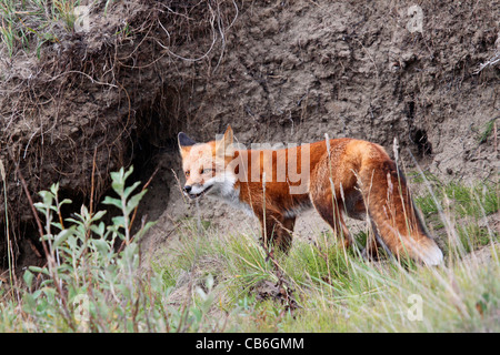 Rotfuchs am Ufer Stockfoto