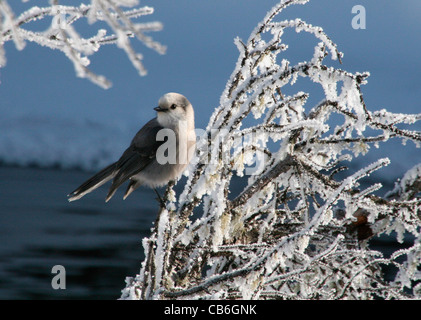 Grau-Jay Perisoreus canadensis Stockfoto