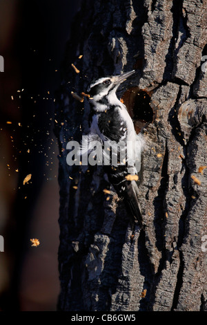 Haarige Specht Picoides villosus Stockfoto