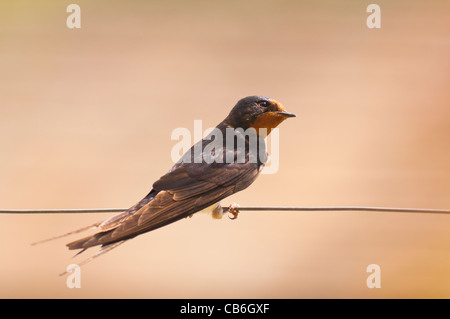 Eine Rauchschwalbe (Hirundo Rustica) sitzen auf einem Draht im Vereinigten Königreich Stockfoto