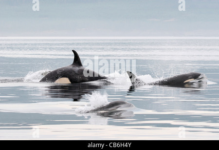 Baby Orcas Orcinus Orca Kanada Stockfoto