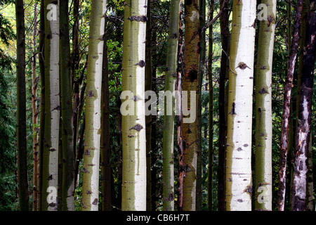 Espen Populus tremuloides Stockfoto