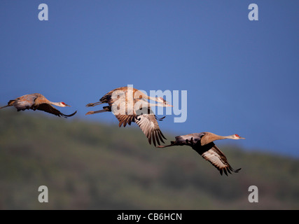 Sandhill Kräne Learning to Fly Stockfoto