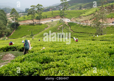 TEEPFLÜCKERINNEN. Eine weibliche Teepflückerinnen in der Teeplantage arbeiten. Sri Lanka - Nuwara Elyia. Stockfoto
