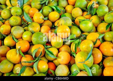Ein Plie Mandarin Früchte auf dem Markt Stockfoto