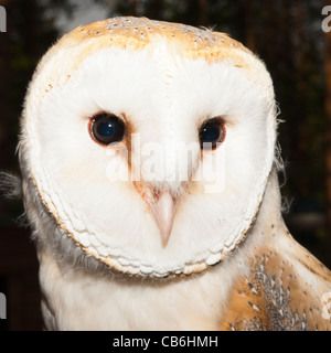 Eine Gefangenschaft Schleiereule (Tyto Alba) im Vereinigten Königreich Stockfoto