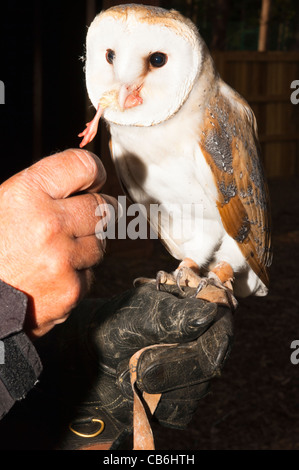 Eine Gefangenschaft Schleiereule (Tyto Alba) Essen ein Küken Bein im Vereinigten Königreich Stockfoto
