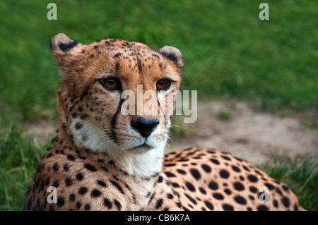 Nahaufnahme eines schönen Geparden (Acinonyx Jubatus) ruht auf dem Rasen Stockfoto
