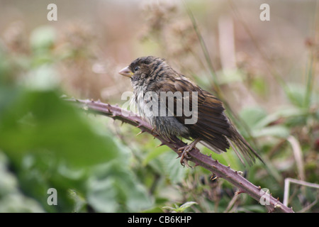 Heckensperling Vogel nass mit gekräuselten Federn sitzen auf Bramble Busch. Nahaufnahme Seitenhöhe . Unglücklicher Ausdruck im Gesicht. Stockfoto