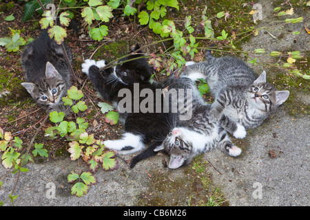 Kätzchen, vier spielen im Freien im Garten, Niedersachsen, Deutschland Stockfoto