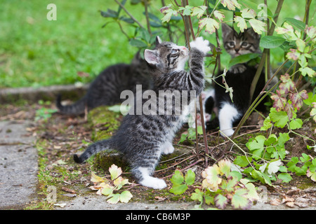 Kätzchen, vier spielen im Freien im Garten, Niedersachsen, Deutschland Stockfoto