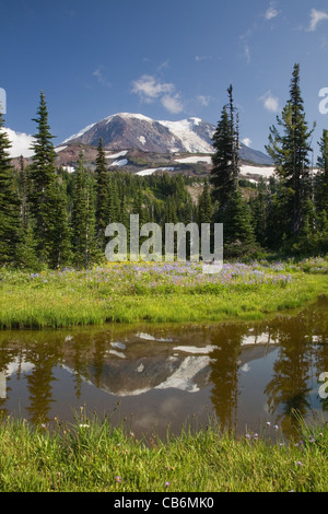 WASHINGTON - kleiner Teich nachdenken Mount Adams in Wiese entlang der Pacific Crest Trail im Mount Adams Wilderness Area. Stockfoto