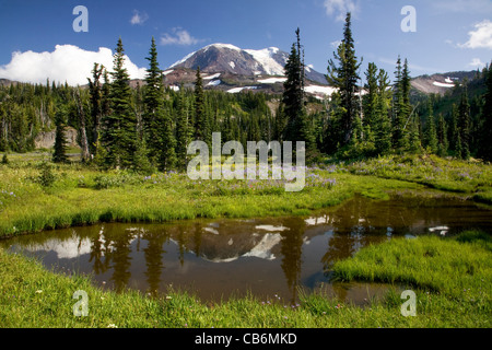 WASHINGTON - kleiner Teich nachdenken Mount Adams in Wiese entlang der Pacific Crest Trail im Mount Adams Wilderness Area. Stockfoto