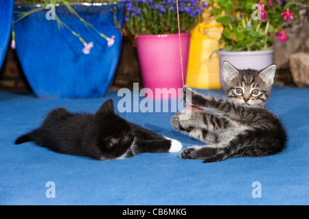 Kätzchen, zwei Spiele mit Wolle Ball auf dem Teppich, im Freien, Niedersachsen, Deutschland Stockfoto