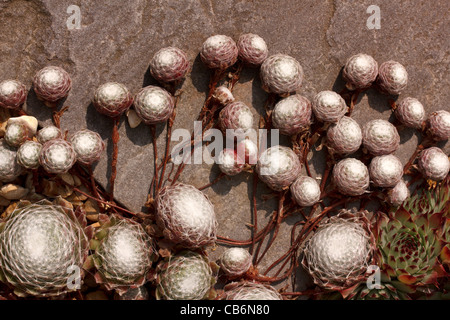 Sempervivum Arachnoideum grüne Hauswurz Sukkulenten mit Schwimmhäuten Rosetten wachsen über Naturstein - Nahaufnahme Stockfoto