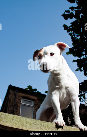 Jack Russel Terrier Stockfoto