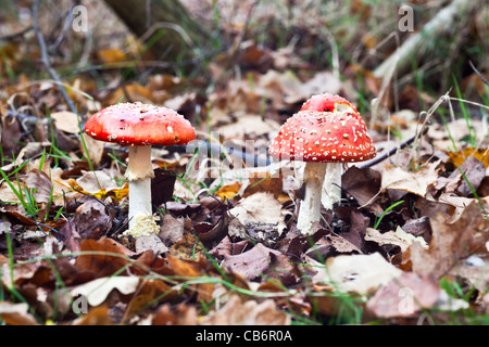 Drei giftigen Fliegenpilz (Amanita Muscaria) Pilz Fruchtkörper wachsen in einem Teppich aus Eiche Laub im Herbst Stockfoto