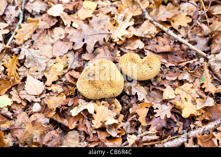 Im Herbst Pilze - zwei Blätterteig Kugeln, essbaren Fruchtkörper (Gasterothecium) auf braunen gefallenen englischen Eichenlaub Stockfoto