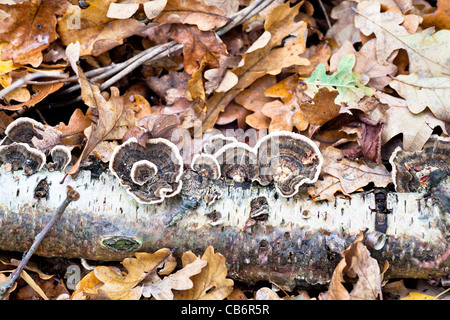 Im Herbst Pilze sprießen aus gefallenen Birke Branch auf braun gefallen englische Blätter Eiche im Wald in Surrey, England Stockfoto