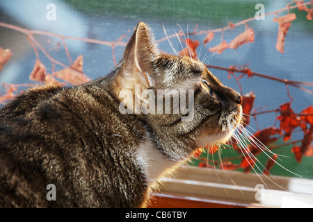 Braun Tabby Katze schaut gespannt aus Fenster. Stockfoto