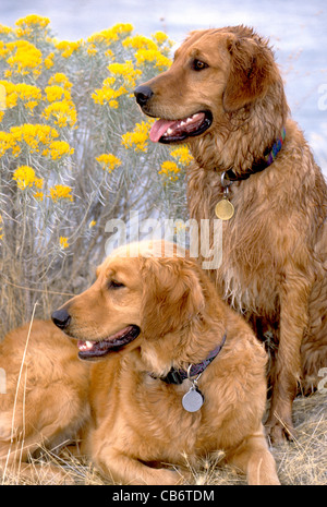 Paar von golden Retriever Stockfoto