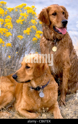 Paar von golden Retriever Stockfoto