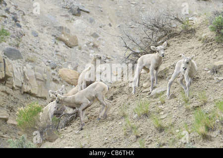 Bighorn Schafe Lämmer bei Spielen in den Rocky Mountains. Stockfoto
