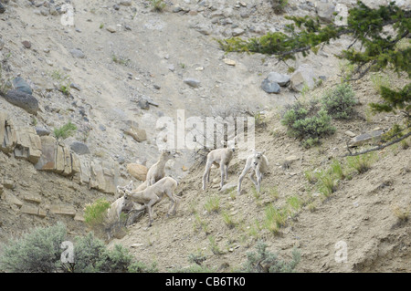 Bighorn Schafe Lämmer bei Spielen in den Rocky Mountains. Stockfoto