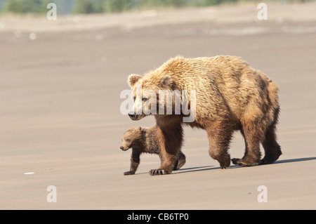 Stock Foto von einem Alaskan Braunbär Sau und Cub am Strand entlang spazieren. Stockfoto